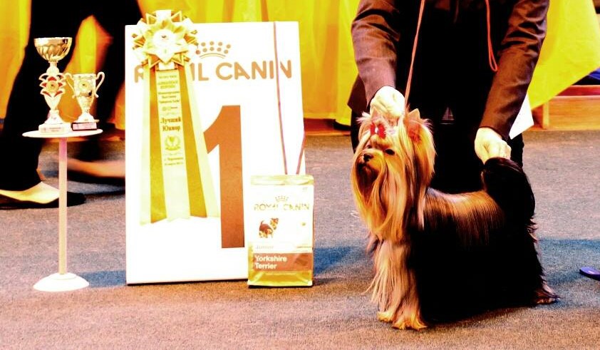 ROYAL BOUTIQUE ENERGY FUSION — Labaza DogPedigree YorkshireTerrier