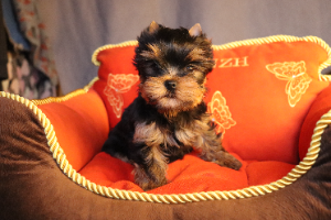 LESANZH ZILOLA — Labaza DogPedigree YorkshireTerrier