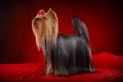  LESANZH LAVINIIA — Labaza DogPedigree YorkshireTerrier