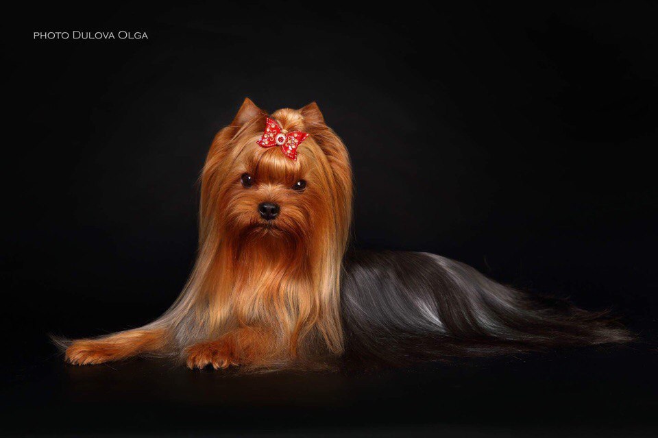 SMALL SECRET LOVE YULIK — Labaza DogPedigree YorkshireTerrier