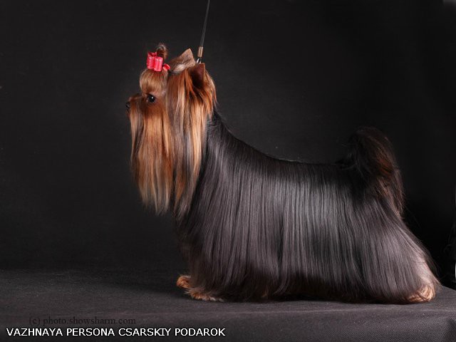 VAZHNAYA PERSONA CSARSKIY PODAROK — Labaza DogPedigree YorkshireTerrier