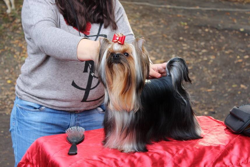  OH'PRETTY WOMAN SOLAR CITY — Labaza DogPedigree YorkshireTerrier