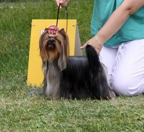  FAIRY TAIL SOLAR CITY — Labaza DogPedigree YorkshireTerrier