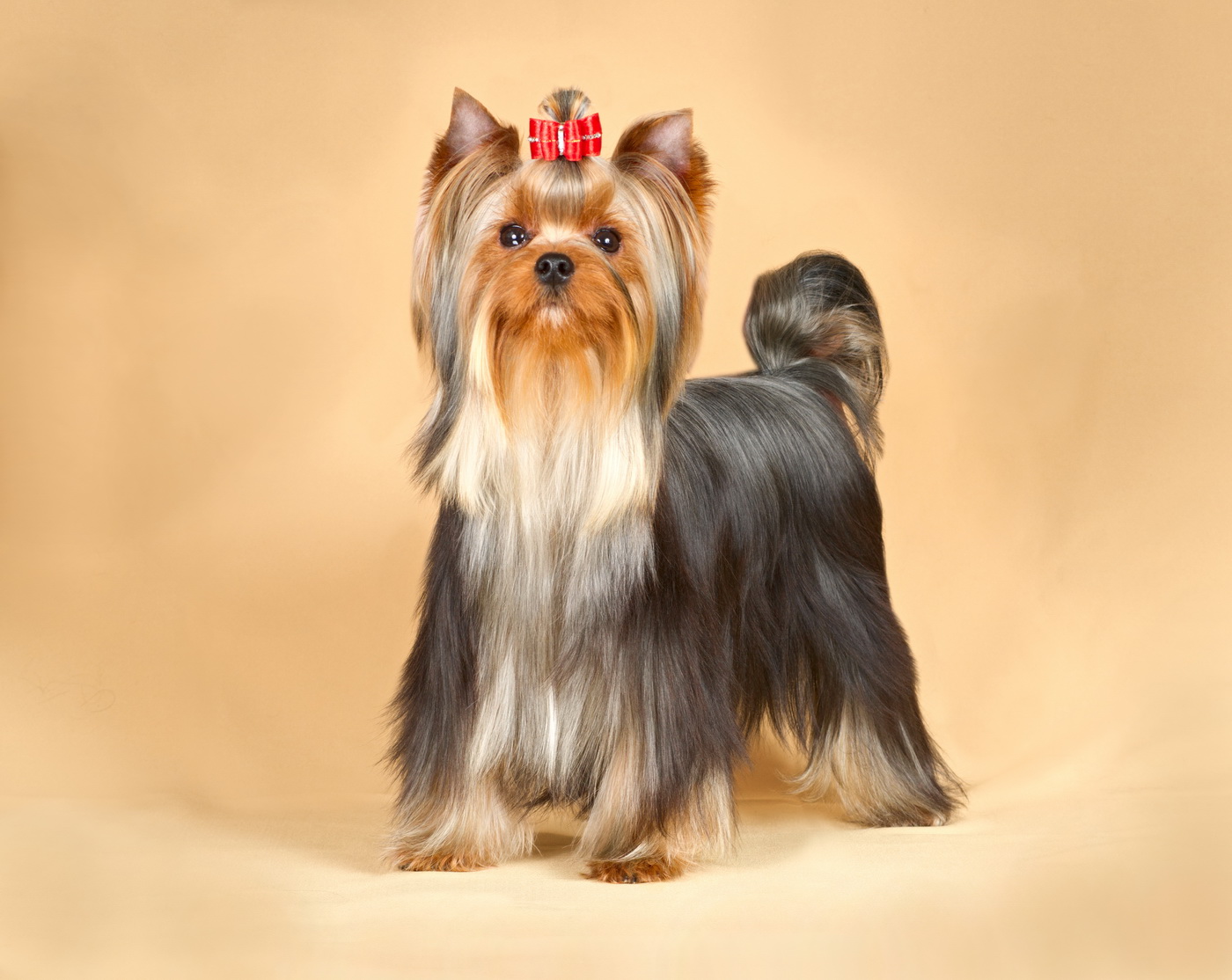 SMILAIN ZHAMAEHL — Labaza DogPedigree YorkshireTerrier