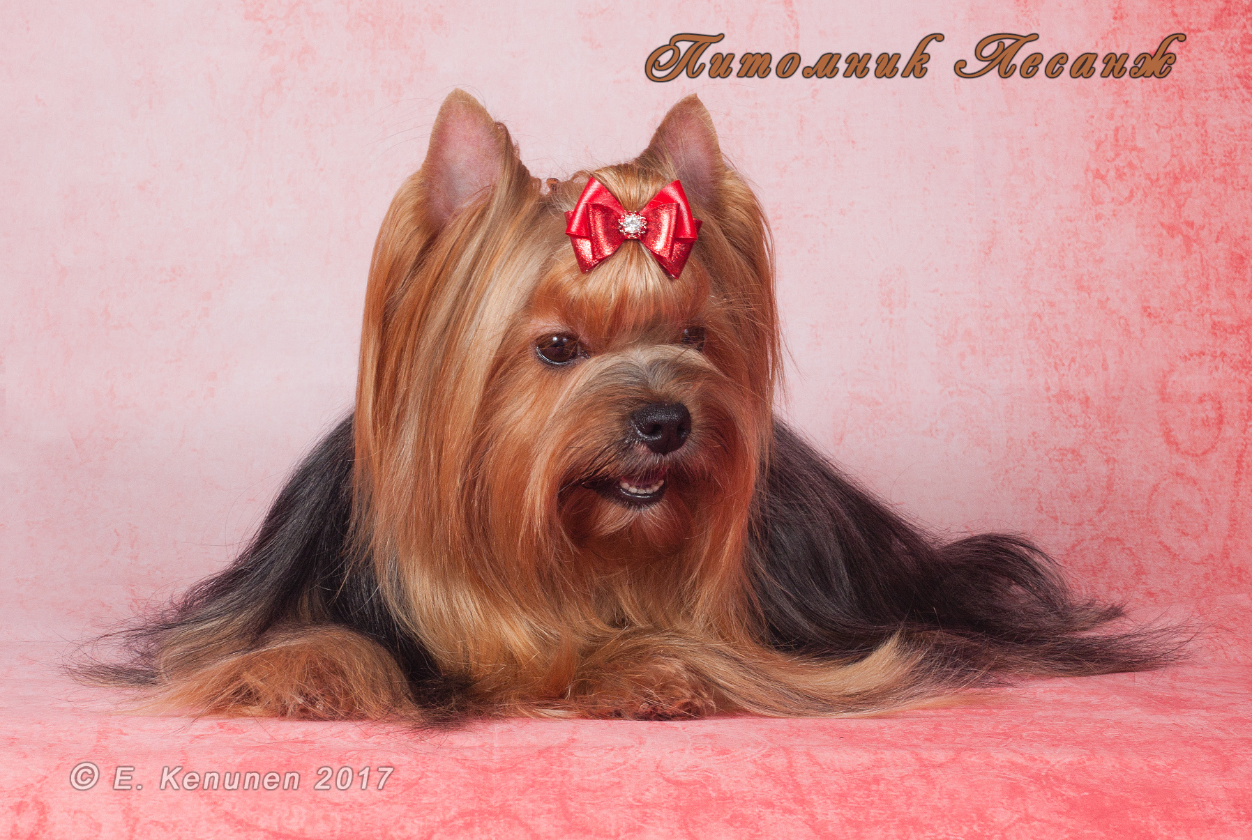  GARMONIIA — Labaza DogPedigree YorkshireTerrier