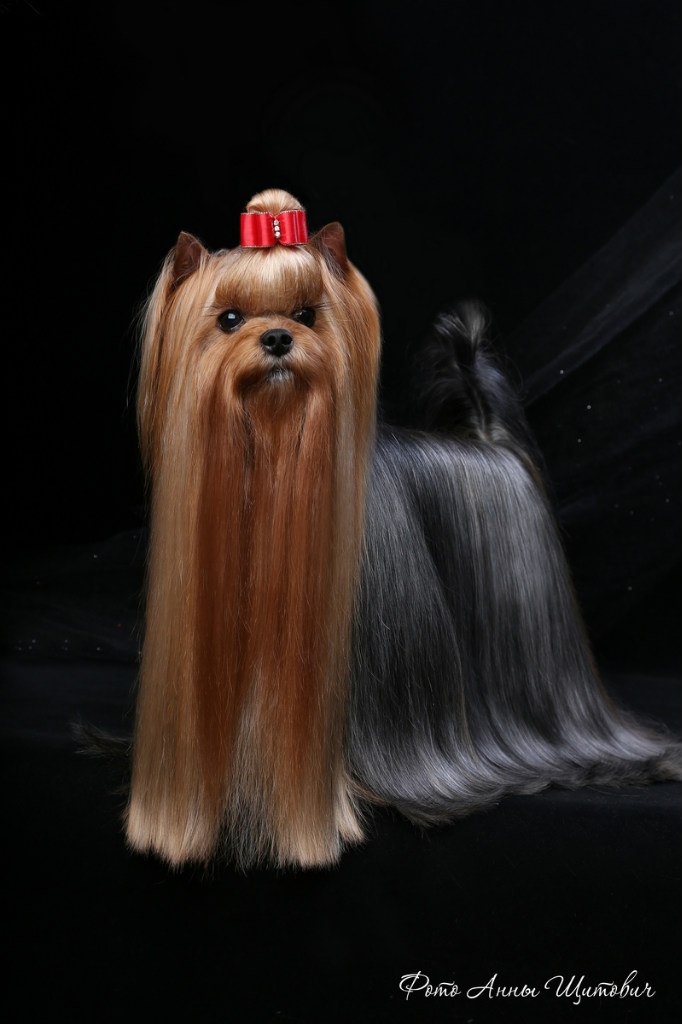 AVELINA TAIS-SHOU TIP TOP — Labaza DogPedigree YorkshireTerrier