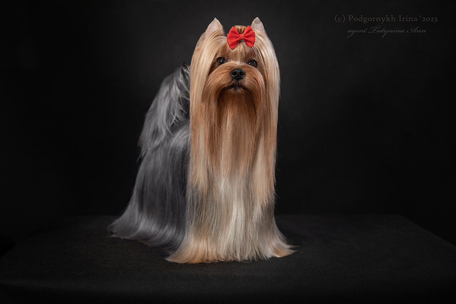  DELEGIT FATI HOLLYWOOD DREAM — Labaza DogPedigree YorkshireTerrier