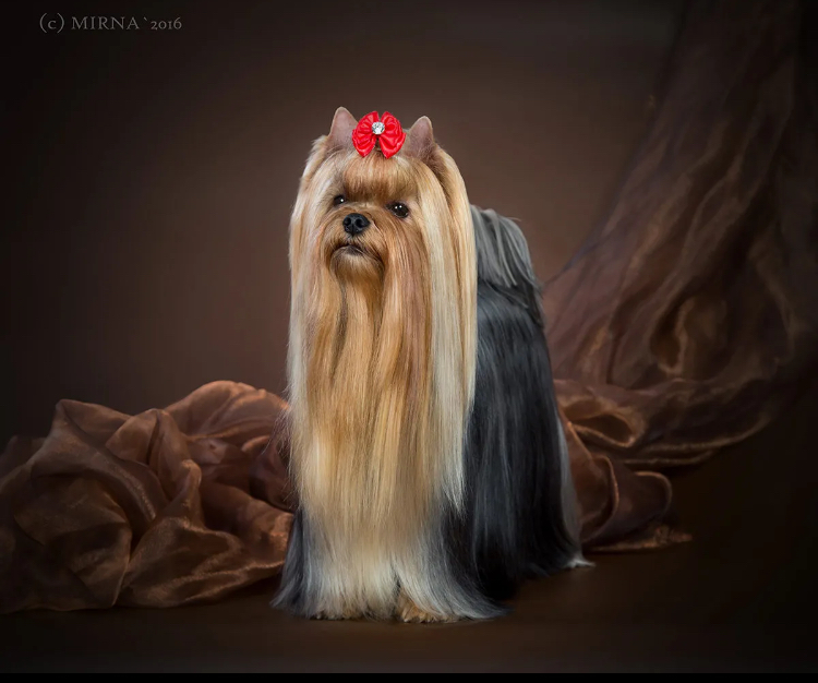  IMP IN SKIRT IRRESISTABLE MAGIC CHARM — Labaza DogPedigree YorkshireTerrier