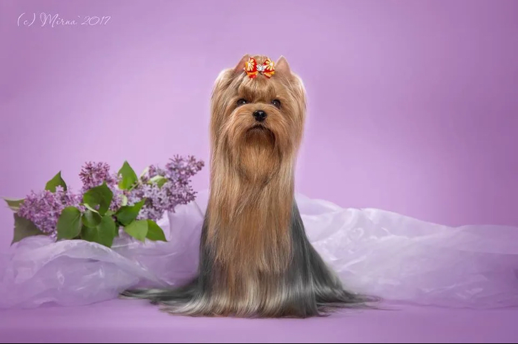 FAVOURITE WINNERS CASSIOPEA — Labaza DogPedigree YorkshireTerrier