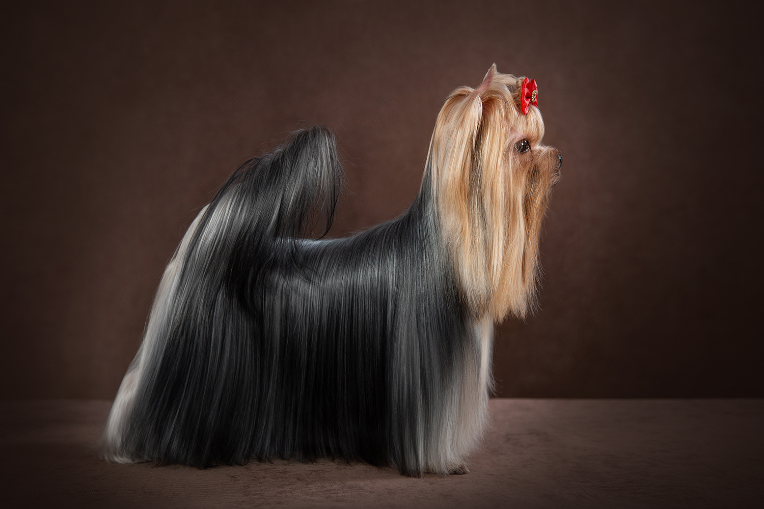 DELEGIT FATI FASHION SHOW — Labaza DogPedigree YorkshireTerrier