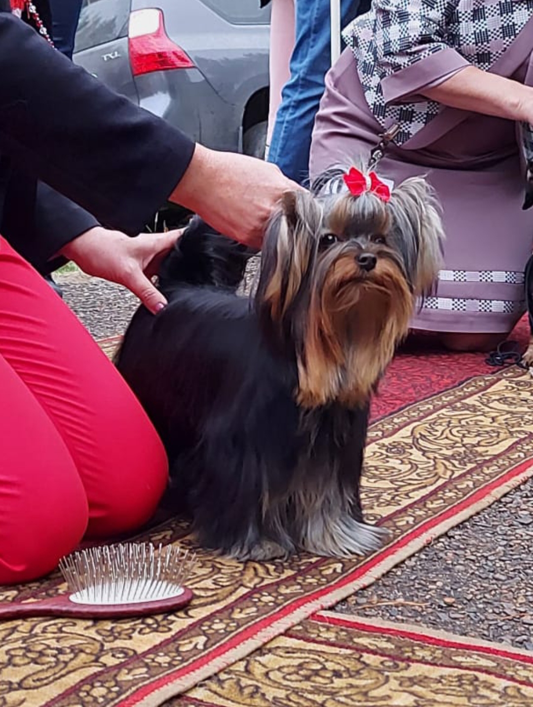 ZEITGEIST SOLAR CITY — Labaza DogPedigree YorkshireTerrier