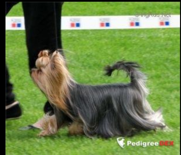 OPIUM D'LUX — Labaza DogPedigree YorkshireTerrier