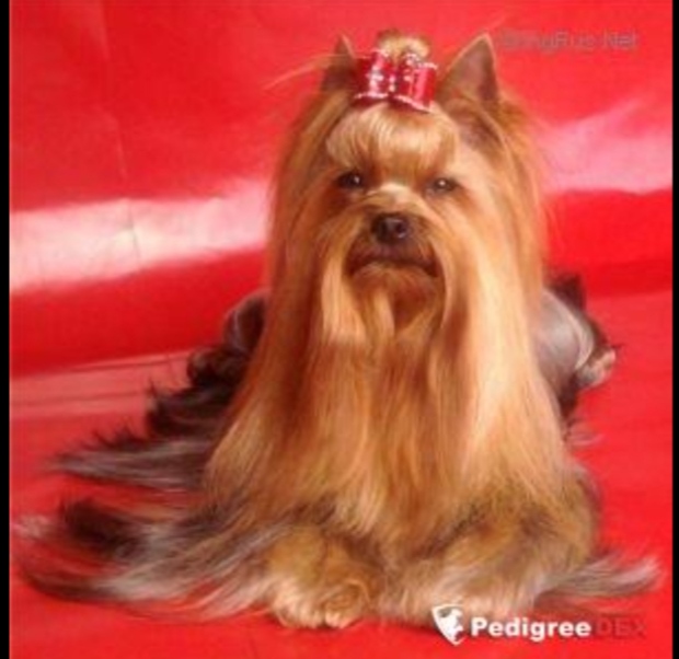 BEATRIS RUSLANA — Labaza DogPedigree YorkshireTerrier