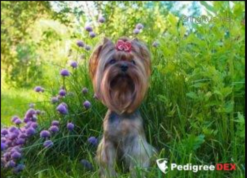  FUNNY FACE STRIBRNE PRANI — Labaza DogPedigree YorkshireTerrier