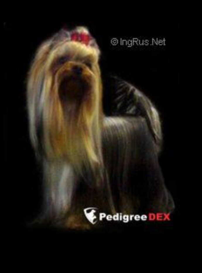 DIAMOND KISS CHERRI CLEAR — Labaza DogPedigree YorkshireTerrier