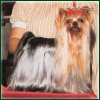 F'KISS OF MILLMOOR — Labaza DogPedigree YorkshireTerrier