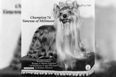 Of Millmoor VANESSA OF MILLMOOR — Labaza DogPedigree YorkshireTerrier