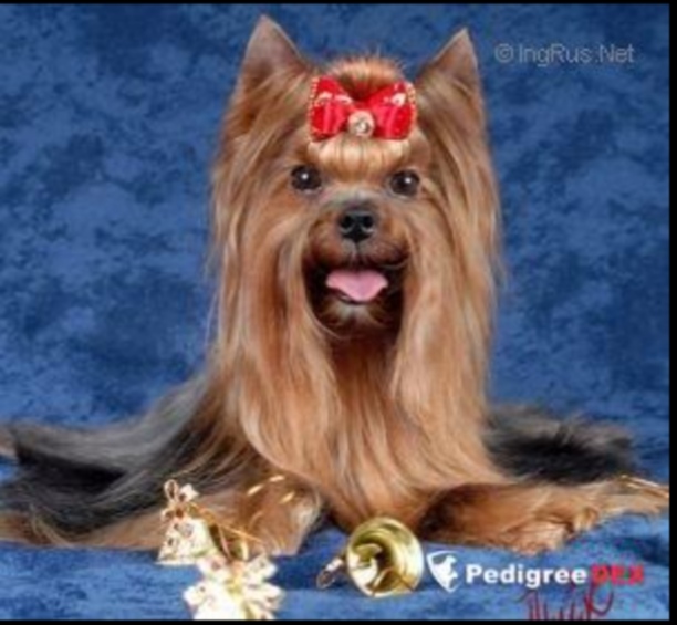  DESIGNZ STYLED RITE — Labaza DogPedigree YorkshireTerrier