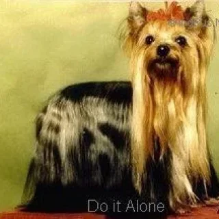  DO IT ALONE OF MILLMOOR — Labaza DogPedigree YorkshireTerrier