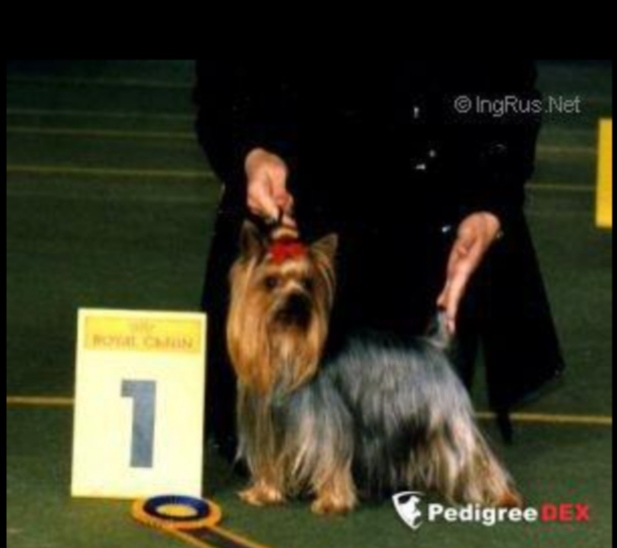 DOT'S COPY RITE — Labaza DogPedigree YorkshireTerrier