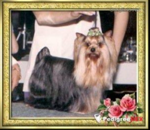  JUANA AND JENTRES BLUE JEANS — Labaza DogPedigree YorkshireTerrier