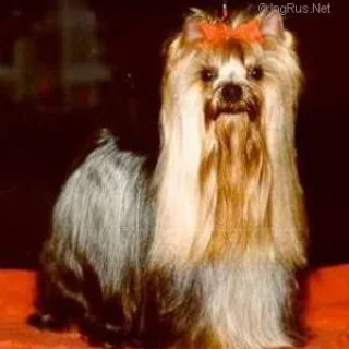  TILBURY DE PENGHIBUR — Labaza DogPedigree YorkshireTerrier