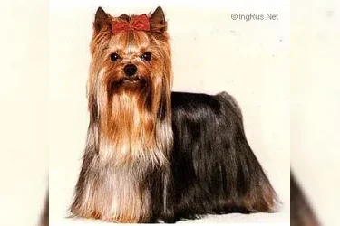 GERONIMO — Labaza DogPedigree YorkshireTerrier