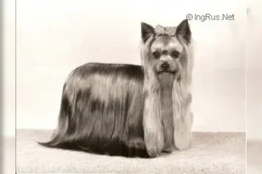  OZMILION TRADITION — Labaza DogPedigree YorkshireTerrier