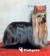 OZMILION DISTINCTION — Labaza DogPedigree YorkshireTerrier