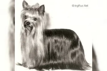 OZMILION MODESTY — Labaza DogPedigree YorkshireTerrier