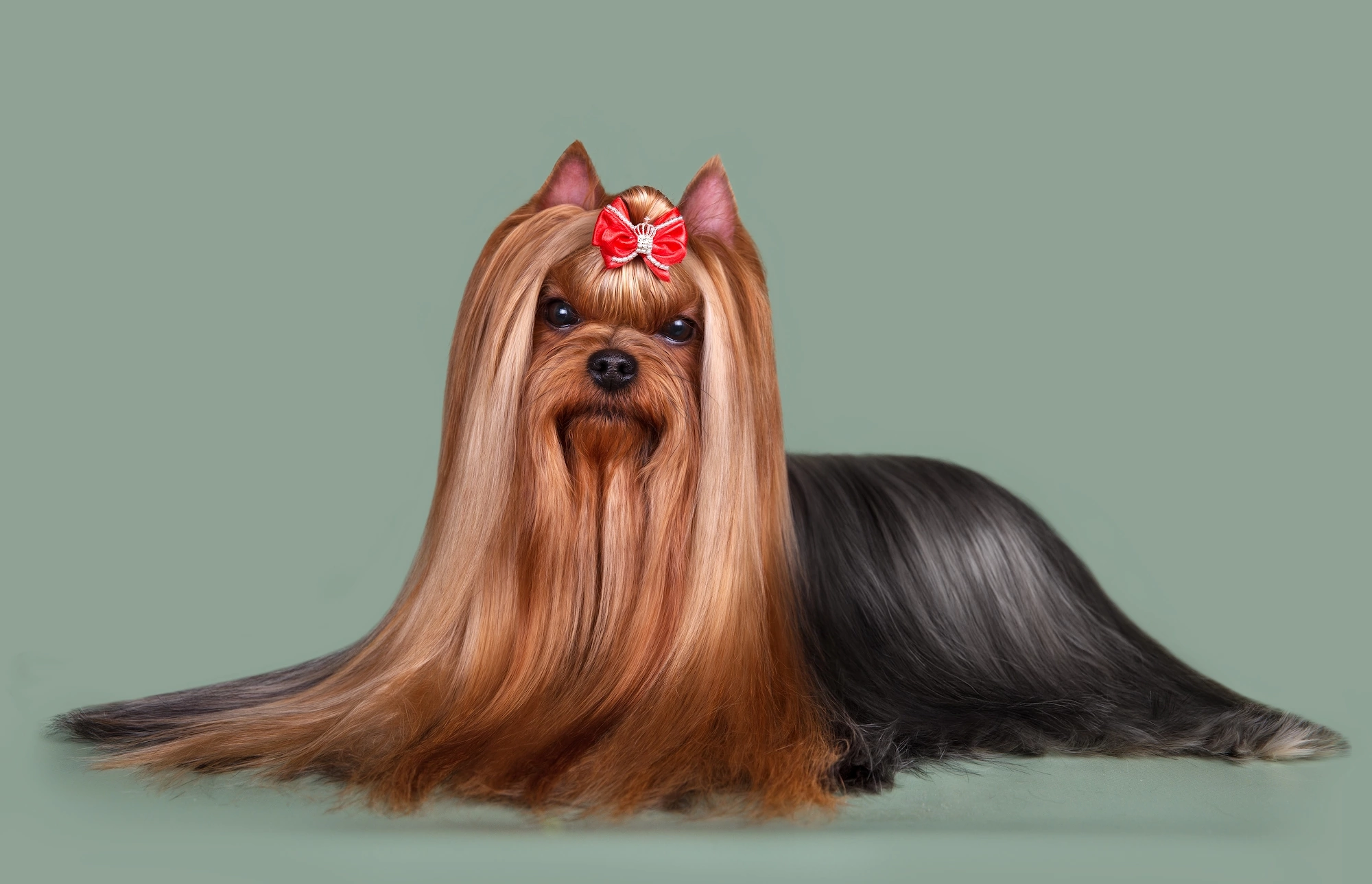 ROYAL FIREWORKS UNIKA — Labaza DogPedigree YorkshireTerrier