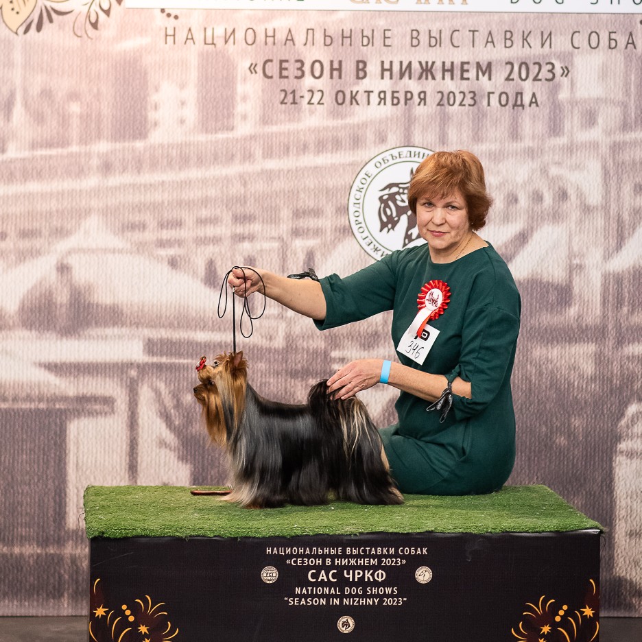  NEWLY BORN WINNER ENDLESS LOVE — Labaza DogPedigree YorkshireTerrier