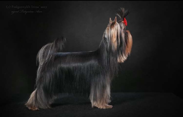 DELEGIT FATI ROYAL FLUSH — Labaza DogPedigree YorkshireTerrier