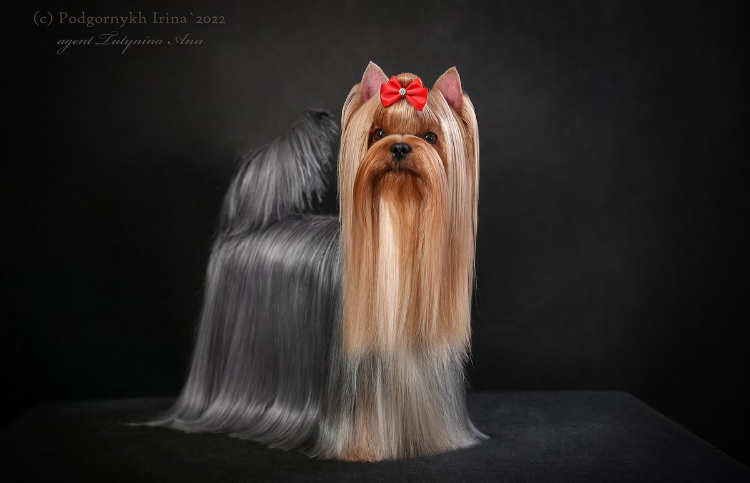  DELEGIT FATI KAROLINA — Labaza DogPedigree YorkshireTerrier