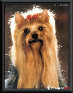  TWIN'STAR DU GUE DE L'ADOUR — Labaza DogPedigree YorkshireTerrier