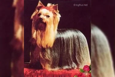  OZMILION MILLONAIRE — Labaza DogPedigree YorkshireTerrier