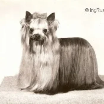 OZMILION OVATION — Labaza DogPedigree YorkshireTerrier