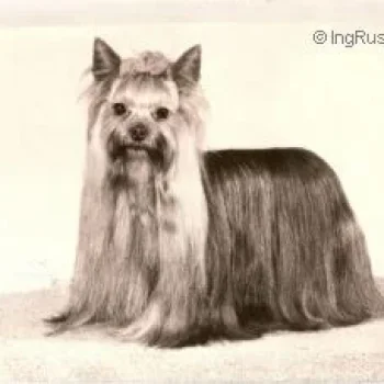  OZMILION STORY OF ROMANCE — Labaza DogPedigree YorkshireTerrier