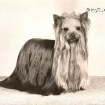  OZMILION DEVOTION — Labaza DogPedigree YorkshireTerrier