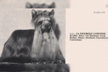 DEEBEES CORNISH ECHO — Labaza DogPedigree YorkshireTerrier