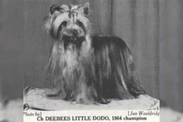 DEEBEES LITTLE DODO — Labaza DogPedigree YorkshireTerrier