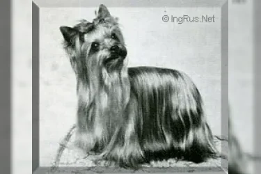 DEEBEES GOLD PENNY — Labaza DogPedigree YorkshireTerrier