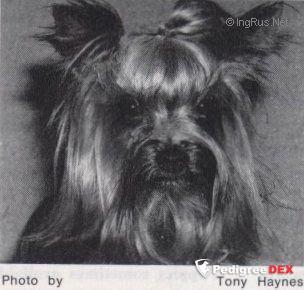 EBURACUM JUSTIN OF JOHNSTOUNBURN — Labaza DogPedigree YorkshireTerrier