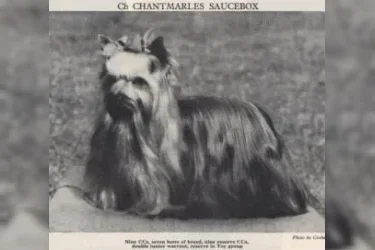  CHANTMARLES SAUCEBOX — Labaza DogPedigree YorkshireTerrier