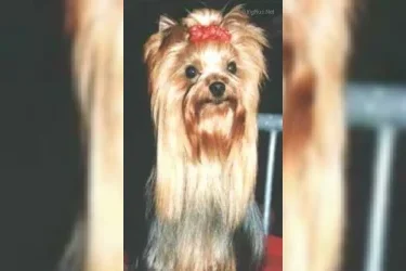  LEGATO OF MILLMOOR — Labaza DogPedigree YorkshireTerrier