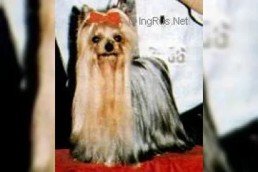 DARELL OF ROJANA — Labaza DogPedigree YorkshireTerrier