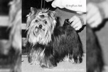 WILDWEIR COCK OF THE WALK — Labaza DogPedigree YorkshireTerrier