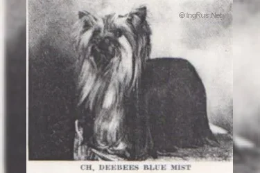 DEEBEES BLUE MIST — Labaza DogPedigree YorkshireTerrier