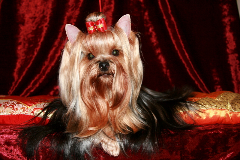 STJUMER'S NIMFA — Labaza DogPedigree YorkshireTerrier