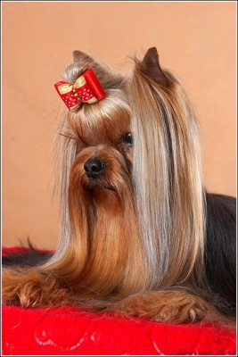  PA DE DU KEEPER OF LATINO'S REPUTATION — Labaza DogPedigree YorkshireTerrier